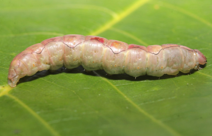 Figura 10. Prepupa <i>Ginaldia luculenta</i> (Notodontidae), color café claro, posición lateral, mide 33 mm aproximadamente. Voucher: 20-SRNP-46031-DHJ719931.jpg.