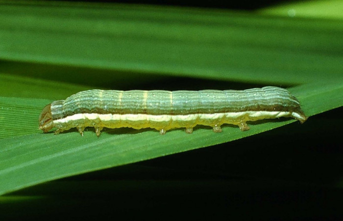 Figura 8. <i>Anicla ignicans</i> (Noctuidae), larva en penúltimo estadio, posición lateral, Estación Cacao. Voucher 03-SRNP-22231-DHJ77616.jpg.