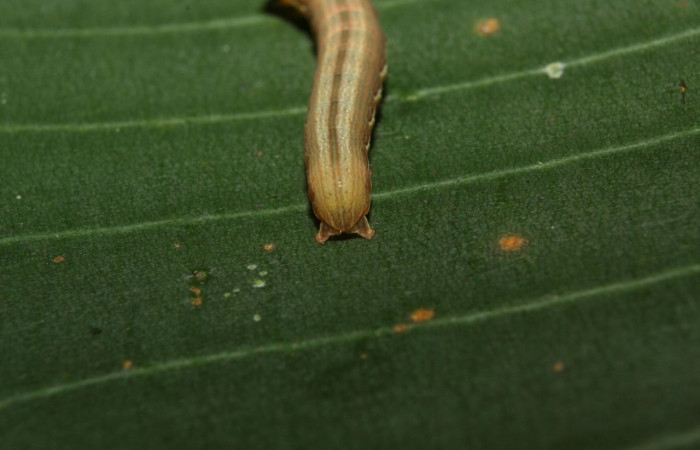 Figura 6. <i>Anicla ignicans</i> (Noctuidae), larva en tercer estadio, posición trasera, Estación Quica. Voucher 12-SRNP-70572-DHJ495052.jpg.