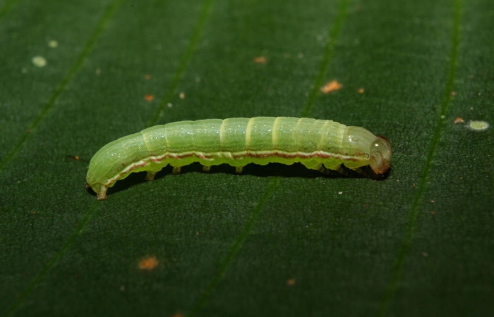Figura 2. <i>Anicla ignicans</i> (Noctuidae), larva en tercer estadio, posición lateral, Estación Quica. Voucher 12-SRNP-70575-DHJ495055.jpg.