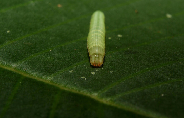 Figura 5. <i>Anicla ignicans</i> (Noctuidae), larva en tercer estadio, posición frontal, Estación Quica. Voucher 12-SRNP-70575-DHJ495059.jpg.