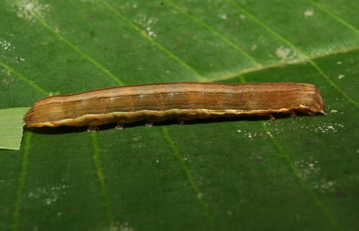 Figura 9. <i>Anicla ignicans</i> (Noctuidae), larva en penúltimo estadio, posición lateral, Estación Quica. Voucher 12-SRNP-70577-DHJ495073.jpg.