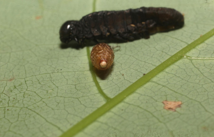 Figura 14. Capullo de avispa de la familia (Braconidae), parásito en <i>Anicla ignicans</i> (Noctuidae), Estación Cacao. Voucher  22-SRNP-35491-DHJ793029.jpg.