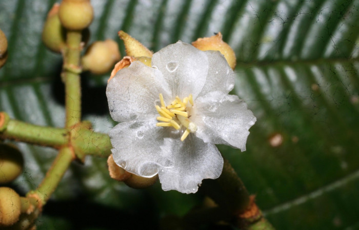 Anteras de <i>Conostegia lasiopoda</i> .jpg
