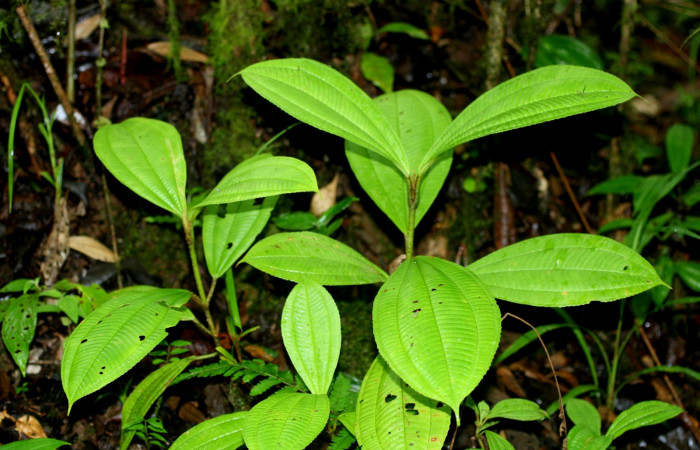 Arbusto Conostegia lasiopoda.jpg