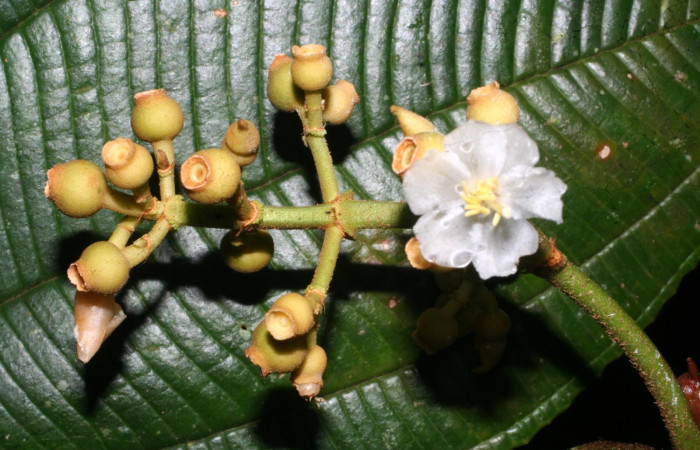 Flor entera con frutos inmaduros<i>Conostegia lasiopoda</i>.jpg