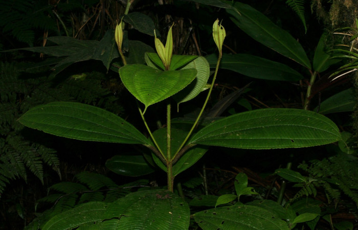 Hojas nuevas o brotes de <i>Conostegia lasiopoda</i> .jpg