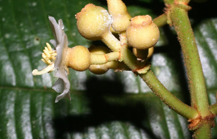 Ovarios y frutos inmaduros de <i>Conostegia lasiopoda</i> jpg