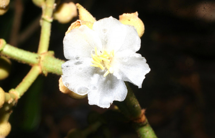 Pétalos de <i>Conostegia lasiopoda</i> .jpg