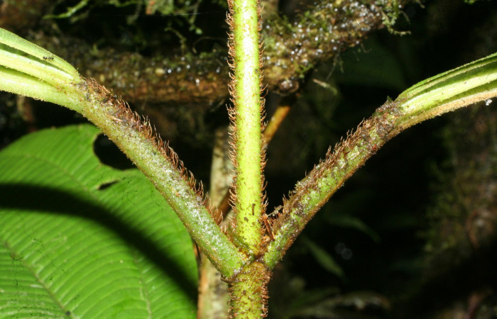 Raquis de la hoja forma de escamas <i>Conostegia lasiopoda</i>