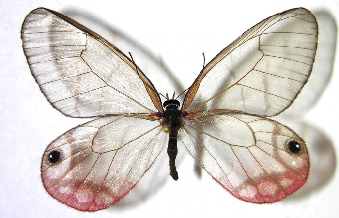Figura 10. Adulto de <i>Cithaerias pireta</i> (Nymphalidae). Posición dorsal, Voucher.07-SRNP-541-DHJ366640,