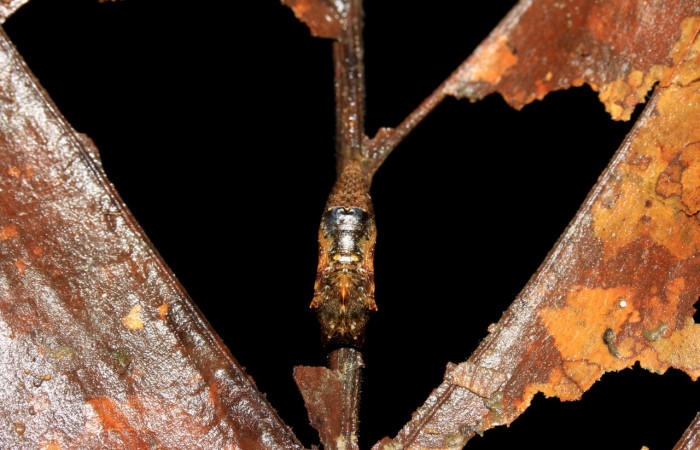 Figura 9. Pupa de <i>Cithaerias pireta</i> (Nymphalidae). Vista dorsal. Voucher.14-SRNP-31705-DHJ721459.