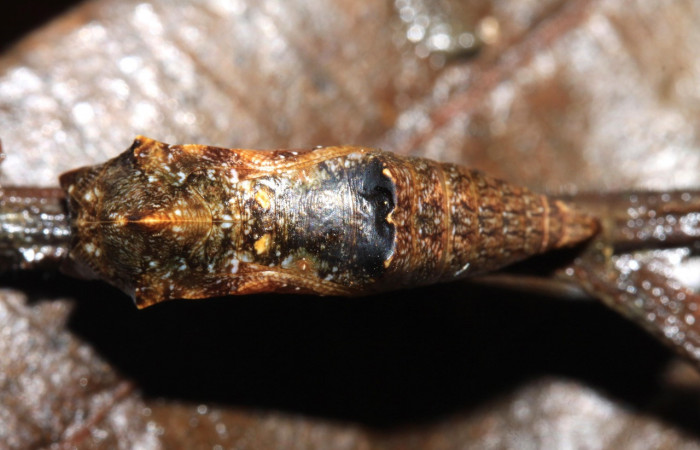 Figura 8. Pupa de <i>Cithaerias pireta</i> (Nymphalidae). Vista dorsal, Voucher.14-SRNP-31705-DHJ721461.