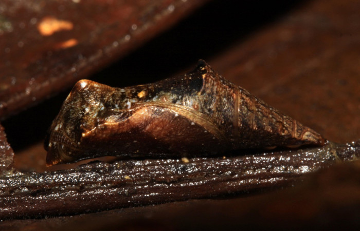 Figura 6. Pupa de <i>Cithaerias pireta</i> (Nymphalidae). Posición lateral, Voucher.14-SRNP-31705-DHJ721463.