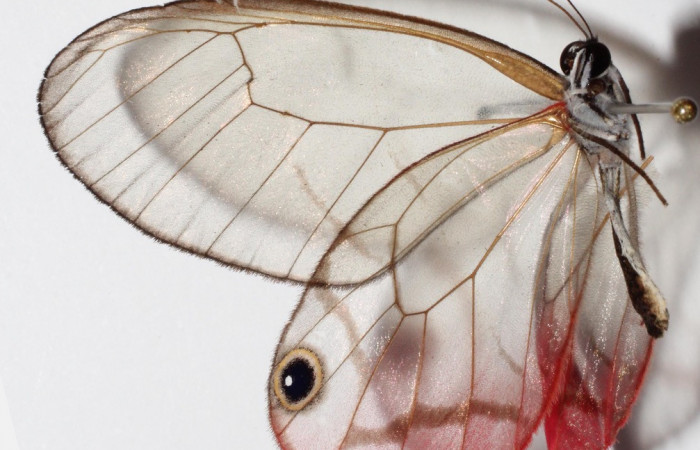 Figura 12. Adulto de <i>Cithaerias pireta</i> (Nymphalidae). Vista Lateral, Voucher. 14-SRNP-31705-DHJ904827