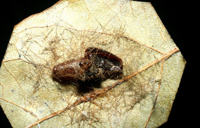 Figura 10. Capullo <i>Diradops</i> yoveraDHJ02 (Ichneumonidae),parásito en la larva <i>Leucotmemis nexa</i>, en la planta <i>Serjania atrolineata</i> (Sapindaceae). (06-SRNP-21969-DHJ452565.jpg).