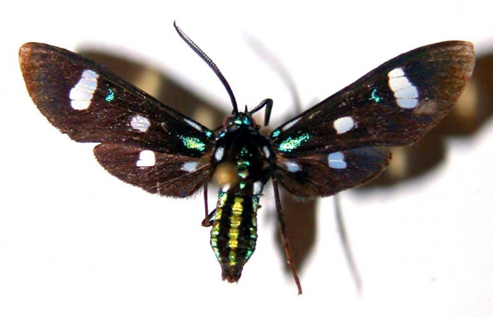 Figura 1. Adulto <i>Leucotmemis nexa</i> (Erebidae), posición vista dorsal. (83-SRNP-1182-DHJ33666).