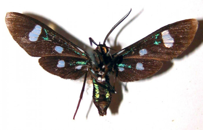 Figura 2. Adulto <i>Leucotmemis nexa</i> (Erebidae), posición vista dorsal. (83-SRNP-1182-DHJ33667).