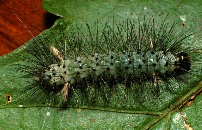 Figura 4. Dorsal entero <i>Leucotmemis nexa</i>, (Erebidae), en la planta <i>Serjania atrolineata</i> (Sapindaceae). Sector El Hacha. Estación Los Almendros, (elevación 290 metros). Colectada 26 febrero 2000. (00-SRNP-2376-DHJ53149.jpg).