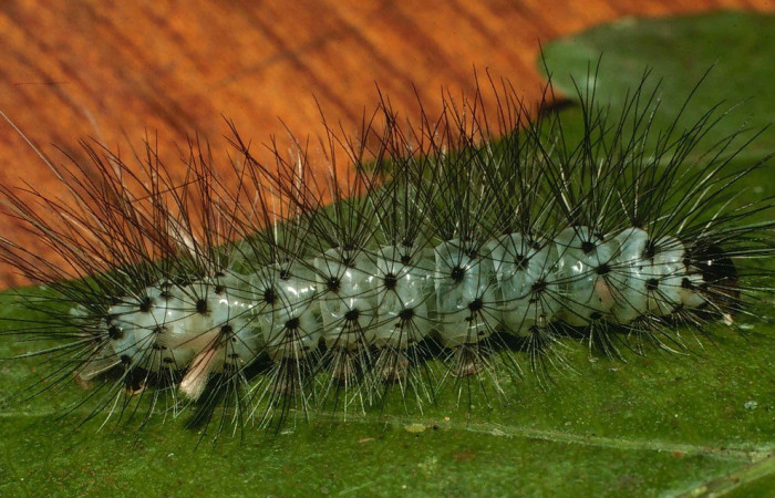 Figura 5. Lateral entero <i>Leucotmemis nexa</i>, (Erebidae), en la planta <i>Serjania atrolineata</i> (Sapindaceae). Sector El Hacha. Estación Los Almendros, (elevación 290 metros). Colectada 26 febrero 2000. (00-SRNP-2376-DHJ53154.jpg).