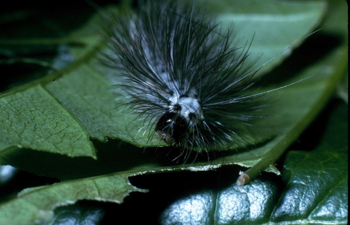 Figura 6. Cabeza <i>Leucotmemis nexa</i>, (Erebidae), en la planta <i>Serjania atrolineata</i> (Sapindaceae). Sector Del Oro. Uncaria, (elevación 370 metros). Colectada 7 mayo 2004. (04-SRNP-21945-DHJ83597.jpg).