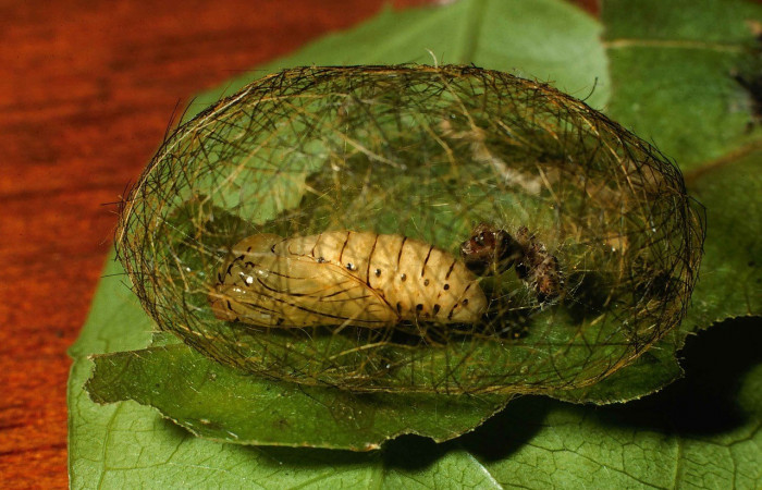 Figura 8. Pupa <i>Leucotmemis nexa</i> (Erebidae). (00-SRNP-2377-DHJ53159.jpg).