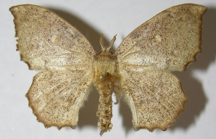 Figura 1. Adulto de <i>Macessoga</i> Janzen01 (Mimallonidae), vista dorsal, localidad Corrales Viejos, Sector San Cristóbal ACG (495m). Voucher: 00-SRNP-1554-DHJ511160.jpg.