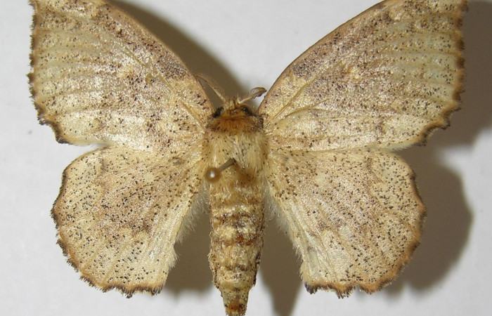 Figura 11. Adulto de <i>Macessoga</i> Janzen01 (Mimallonidae), hembra vista dorsal, localidad Río Blanco Abajo, Sector San Cristóbal ACG (500m). Voucher: 01-SRNP-3871-DHJ511208.jpg.