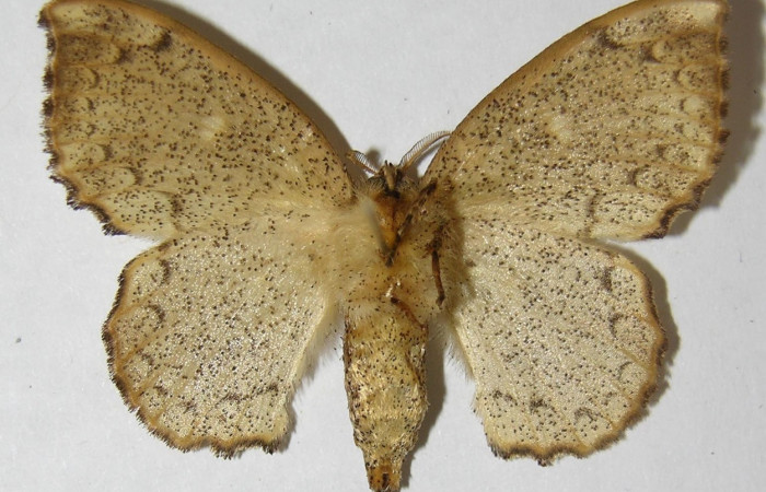 Figura 12. Adulto de <i>Macessoga</i> Janzen01 (Mimallonidae), hembra vista ventral, localidad Río Blanco Abajo, Sector San Cristóbal ACG (500m). Voucher: 01-SRNP-3871-DHJ511209.jpg.