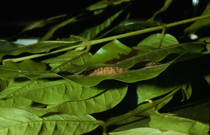 Figura 2. Hábitat de <i>Macessoga</i> Janzen01 (Mimallonidae), vista lateral, localidad Río Blanco Abajo, Sector San Cristóbal ACG (500m). Voucher: 02-SRNP-18478-DHJ69078.jpg.