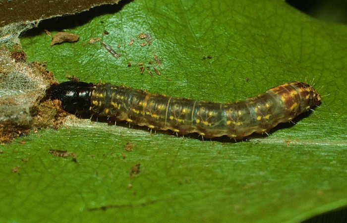 Figura 5. Larva <i>Macessoga</i> Janzen01 (Mimallonidae), penúltimo estadío (PU) vista lateral, localidad Río Blanco Abajo, Sector San Cristóbal ACG (500m). Voucher: 02-SRNP-18478-DHJ69085.jpg.