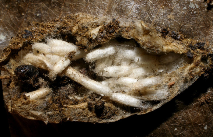 Figura 13. Capullos de parásito <i>Dolichogenidea</i> Janzen09 (Braconidae), que ataca <i>Macessoga</i> Janzen01 (Mimallonidae), localidad Puente Palma, Sector San Cristóbal ACG (460m). Voucher: 06-SRNP-7208-DHJ424693.jpg.