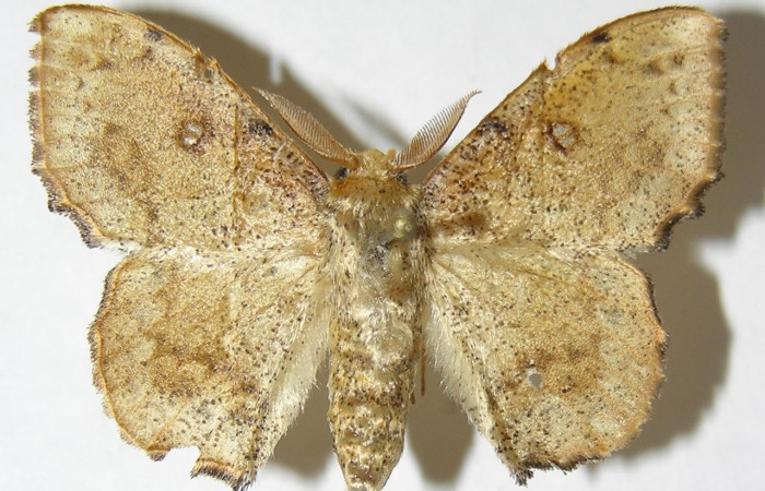 Figura 9. Adulto de <i>Macessoga</i> Janzen01 (Mimallonidae), macho vista dorsal, localidad Loaciga, Sector Pitilla ACG (445m). Voucher: 08-SRNP-30679-DHJ501646.jpg.