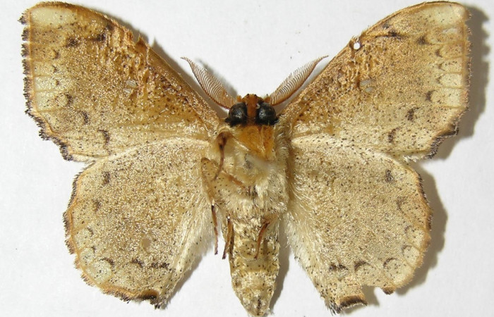 Figura 10. Adulto de <i>Macessoga</i> Janzen01 (Mimallonidae), macho vista ventral, localidad Loaciga, Sector Pitilla ACG (445m). Voucher: 08-SRNP-30679-DHJ501647.jpg.