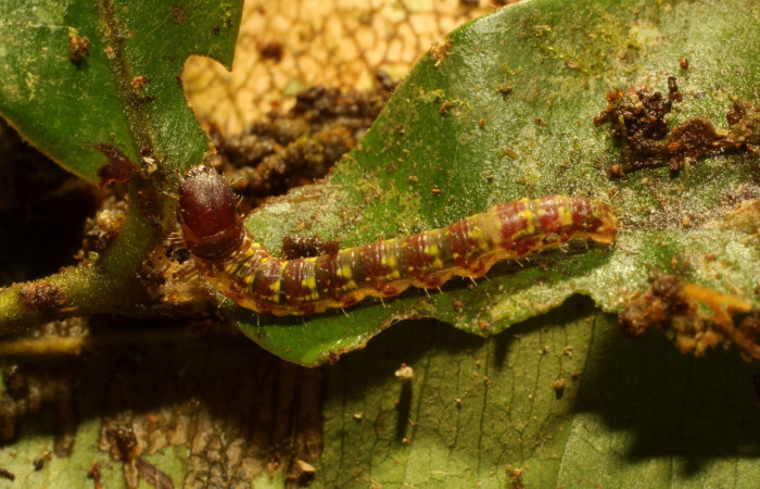 Figura 4. Larva <i>Macessoga</i> Janzen01 (Mimallonidae), tercer estadío (PPU) vista dorsal, localidad Gallinazo, Sector Brasilia ACG (360m). Voucher: 20-SRNP-65461-DHJ772850.jpg.