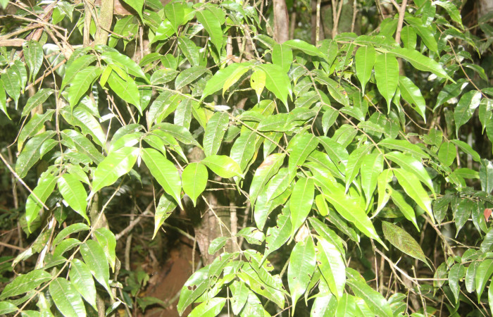 Figura 14. Planta hospedera de <i>Macessoga</i> Janzen01 (Mimallonidae), esta planta se llama <i>Myrcia splendens</i> (Myrtaceae), localidad Medrano Estación Biológica Quica, Sector Pitilla ACG (380m), foto: Ricardo Calero 10 Febreo 2023.