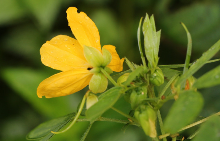 Figura. 10 Flor de lateral, <i>Senna obtusifolia</i>, (Fabaceae). Area de Conservación Guanacaste. Sector Rincón Rain Forest. Selva, (elevación 410 metros), colectada el 8 de febrero 2023. Foto, Jorge Hernández.