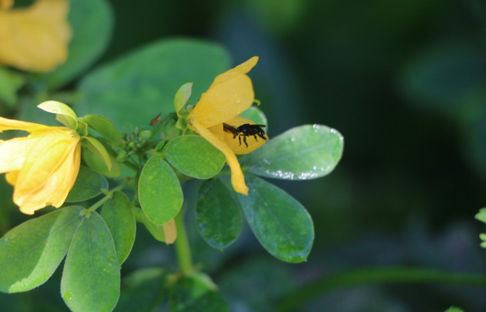 Figura. 13 Flor de lateral en polinización, <i>Senna obtusifolia</i>, (Fabaceae). Area de Conservación Guanacaste. Sector Rincón Rain Forest. Selva, (elevación 410 metros), colectada el 8 de febrero 2023. Foto, Jorge Hernández.