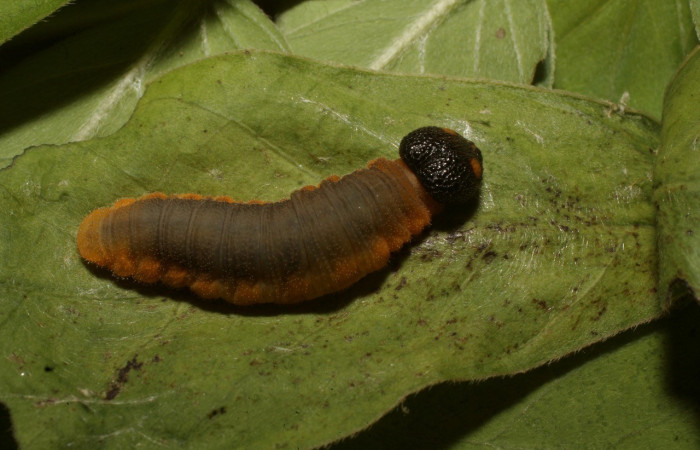 Figura. 16 Larva <i>Typhedanus undulatus</i> (Hesperiidae), posición dorsal entero alimentándose en <i>Senna obtusifolia</i>, (Fabaceae). (14-SRNP-81260-DHJ714427.jpg).