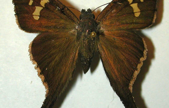 Figura. 17 Adulto <i>Phoebis marcellina</i> (Pieridae), posición vista dorsal entero. (97-SRNP-6879-DHJ32124.).  