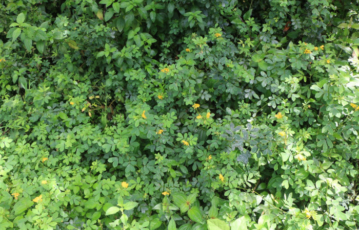 Figura. 1 Habitad, <i>Senna obtusifolia</i>, (Fabaceae). Area de Conservación Guanacaste. Sector Rincón Rain Forest. Selva, (elevación 410 metros), colectada el 8 de febrero 2023. Foto, Jorge Hernández.