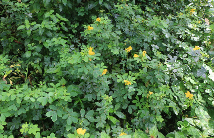 Figura. 2 Habitad, <i>Senna obtusifolia</i>, (Fabaceae). Area de Conservación Guanacaste. Sector Rincón Rain Forest. Selva, (elevación 410 metros), colectada el 8 de febrero 2023. Foto, Jorge Hernández.