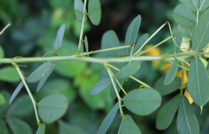 Figura. 4 Posición hojas, <i>Senna obtusifolia</i>, (Fabaceae). Area de Conservación Guanacaste. Sector Rincón Rain Forest. Selva, (elevación 410 metros), colectada el 8 de febrero 2023. Foto, Jorge Hernández.