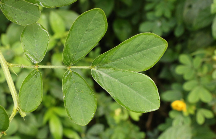 Figura. 5 Hojas haz, <i>Senna obtusifolia</i>, (Fabaceae). Area de Conservación Guanacaste. Sector Rincón Rain Forest. Selva, (elevación 410 metros), colectada el 8 de febrero 2023. Foto, Jorge Hernández.