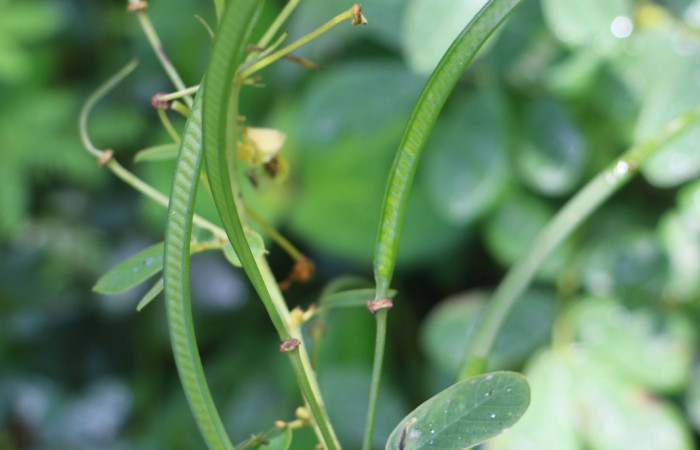 Figura. 8 Frutos en rama, <i>Senna obtusifolia</i>, (Fabaceae). Area de Conservación Guanacaste. Sector Rincón Rain Forest. Selva, (elevación 410 metros), colectada el 8 de febrero 2023. Foto, Jorge Hernández.