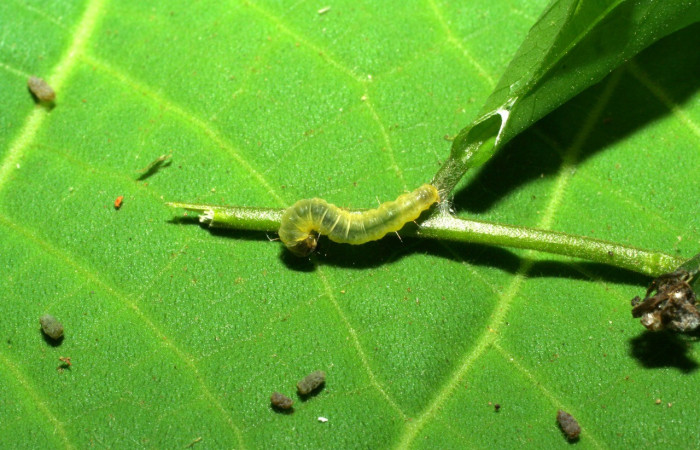 Fig.2. Larva <i>Cosmorrhyncha tonsana</i> (Tortricidae), saliendo de su refugio para alimentarse de la planta hospedera <i>Dialium guianense</i> (Fabaceae). Voucher: 06-SRNP-31473-DHJ412648.jpeg.