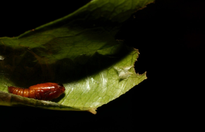 Fig. 11. Vista dorsal de pupa de <i>Cosmorrhyncha tonsana</i> (Tortricidae). Voucher: 08-SRNP-32768-DHJ449151.jpeg.