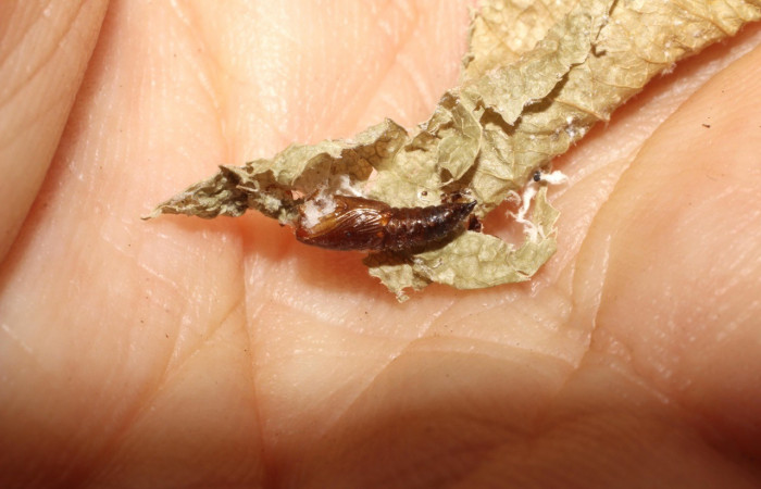 Fig. 8. Exuvia de pupa de <i>Cosmorrhyncha tonsana</i> (Tortricidae) que fue parasitada por euloJanzen01 Janzen01 de la familia (Eulophidae). Voucher: 10-SRNP-30724-DHJ497679.jpeg.        