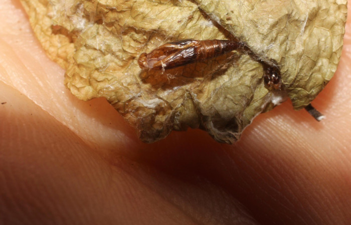 Fig. 6 Exuvia de pupa <i>Cosmorrhyncha tonsana</i> (Tortricidae), parasitada por avispa chalJanzen01 Janzen41 de la familia (Chalcididae). Voucher: 10-SRNP-30743-DHJ497680.jpeg.