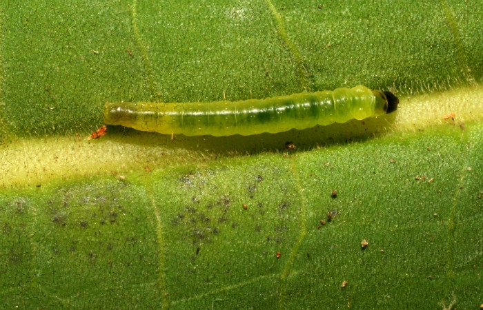 Fig.1. Larva <i>Cosmorrhyncha tonsana</i> (Tortricidae) en la planta hospedera <i>Dialium guianense</i> (Fabaceae). Voucher: 10-SRNP-30745-DHJ471565.jpeg.np 30745 dhj471565